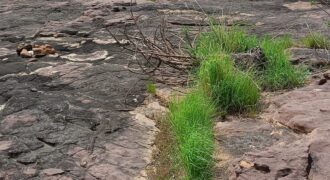 06 LOTS Collés-Foura Tienfala – /Koulikoro, Mali