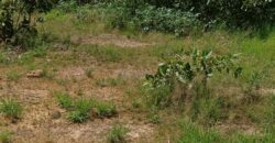 06 LOTS Collés-Foura Tienfala – /Koulikoro, Mali 06 LOTS Collés-Foura Tienfala – /Koulikoro, Mali