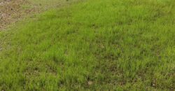 06 LOTS Collés-Foura Tienfala – /Koulikoro, Mali 06 LOTS Collés-Foura Tienfala – /Koulikoro, Mali