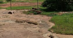 06 LOTS Collés-Foura Tienfala – /Koulikoro, Mali 06 LOTS Collés-Foura Tienfala – /Koulikoro, Mali